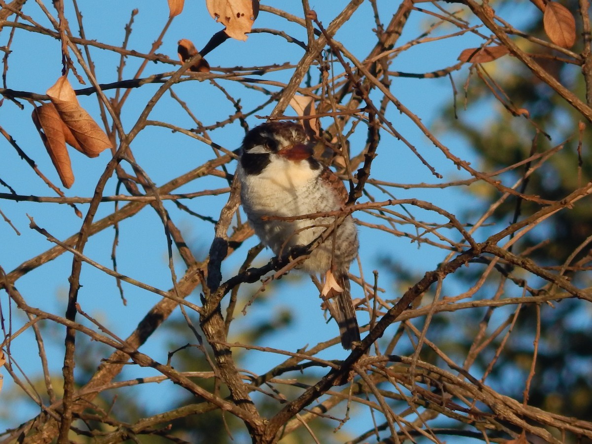 White-eared Puffbird - ML618523072