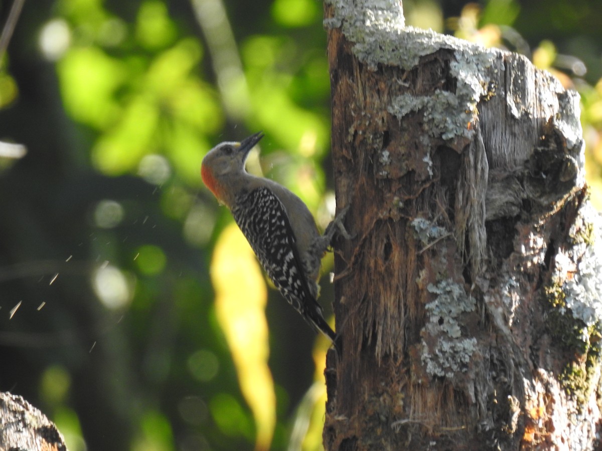 Golden-olive Woodpecker - Mónica Restrepo chavarría