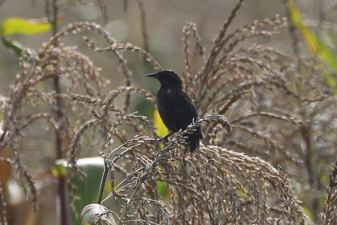 Yellow-winged Blackbird - ML618523079
