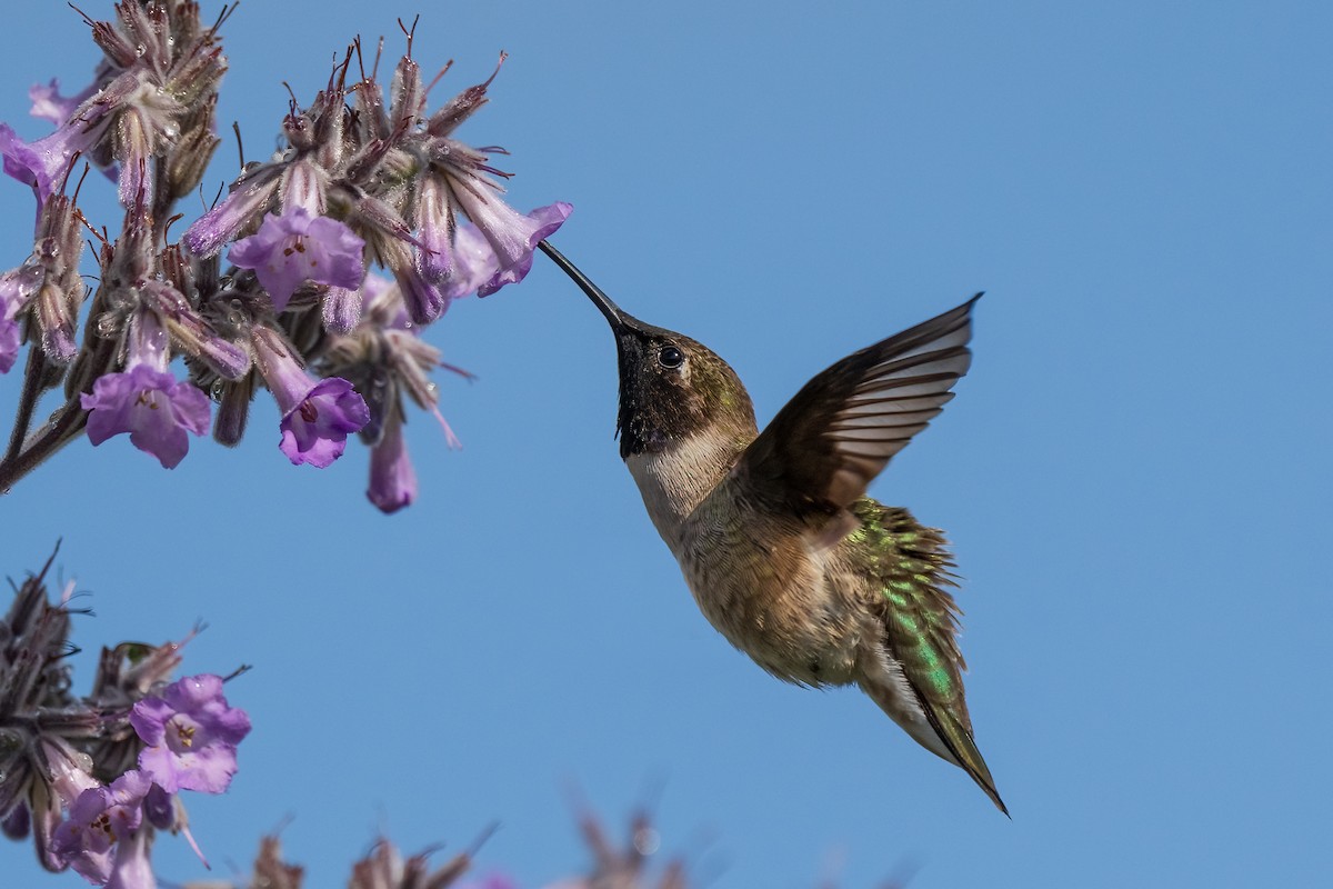 Black-chinned Hummingbird - Rhonda Howard