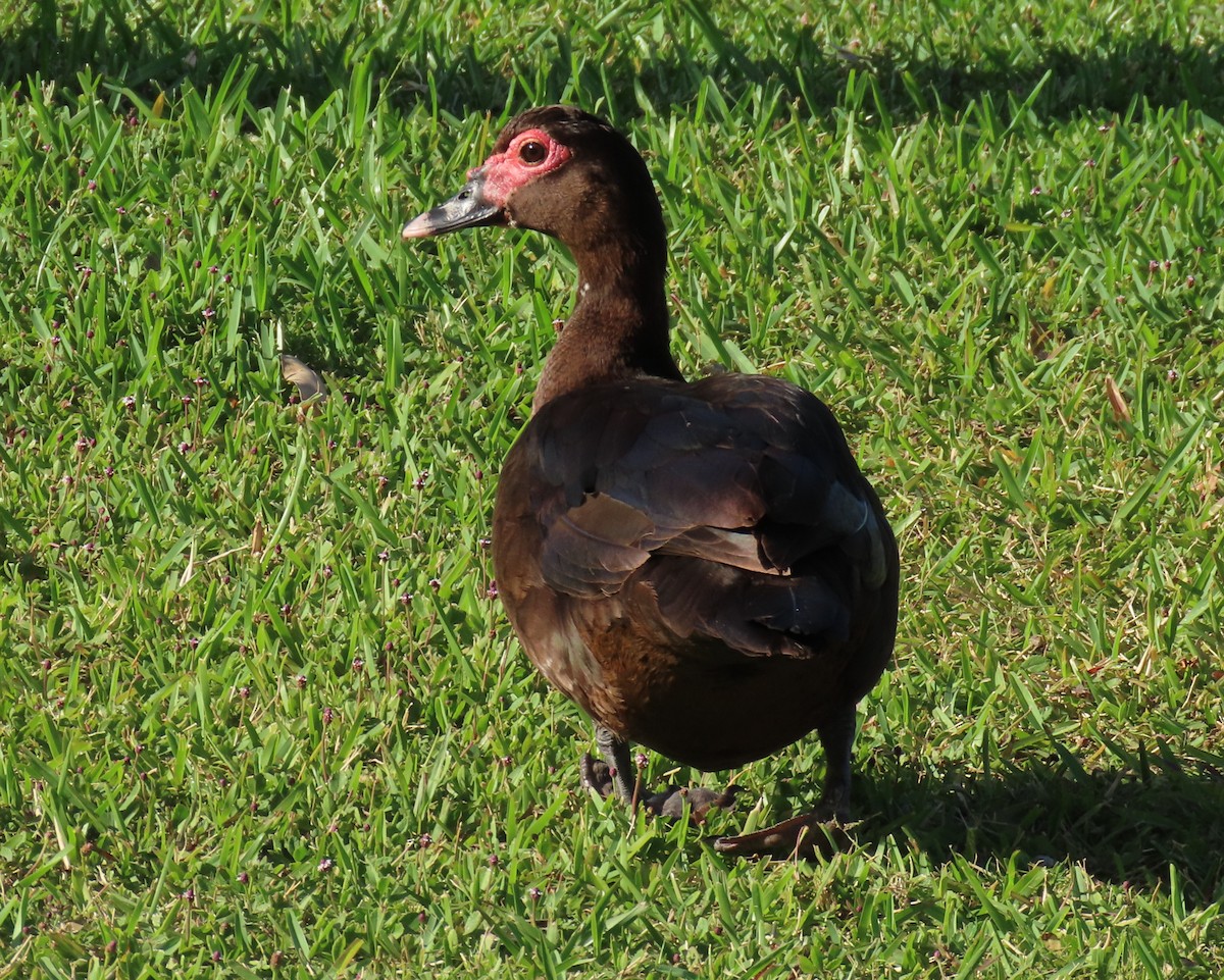Muscovy Duck (Domestic type) - ML618523101