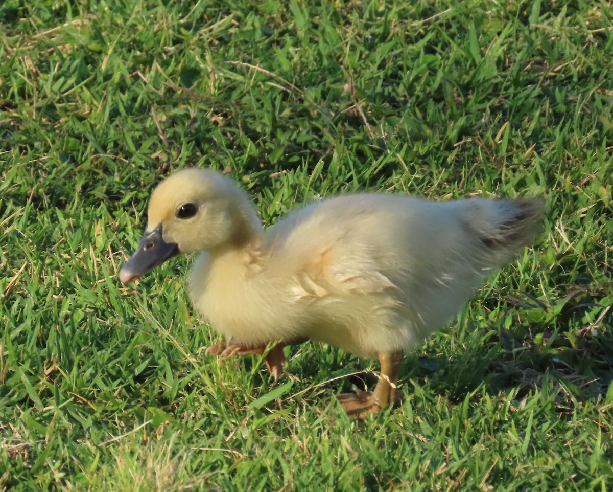 Muscovy Duck (Domestic type) - ML618523140
