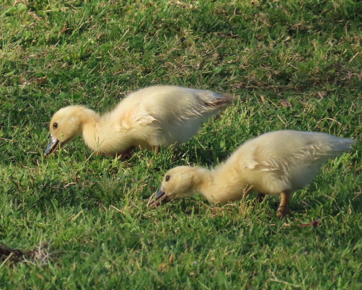 Muscovy Duck (Domestic type) - ML618523141