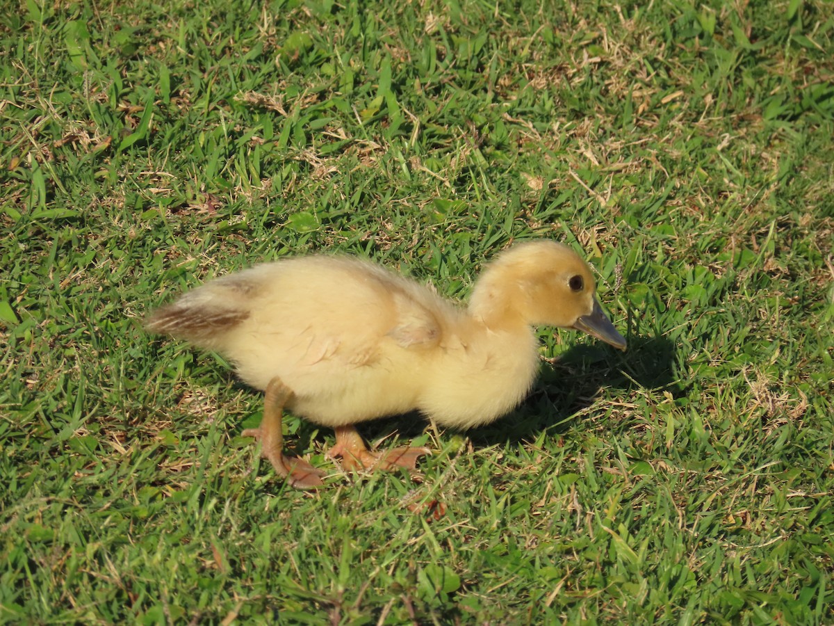 Muscovy Duck (Domestic type) - ML618523142