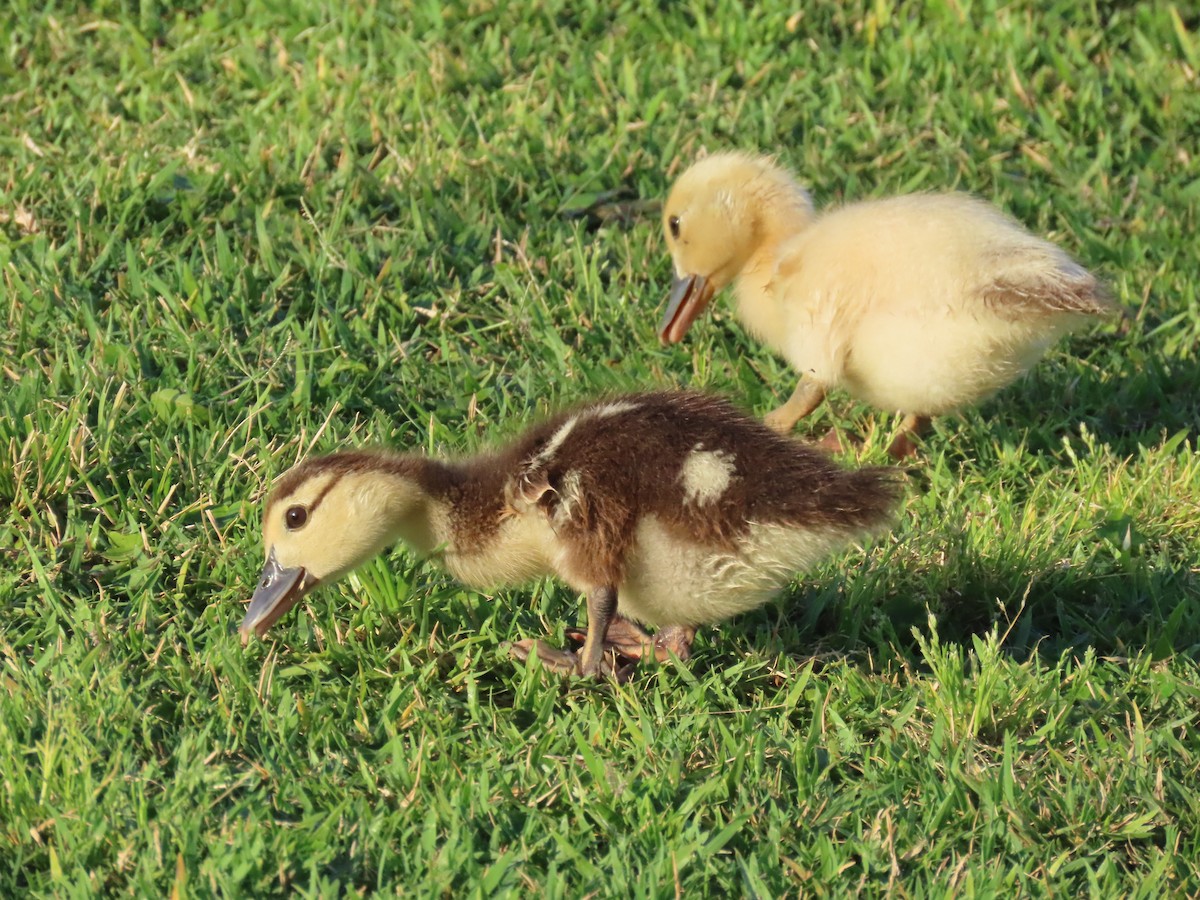 Muscovy Duck (Domestic type) - ML618523144