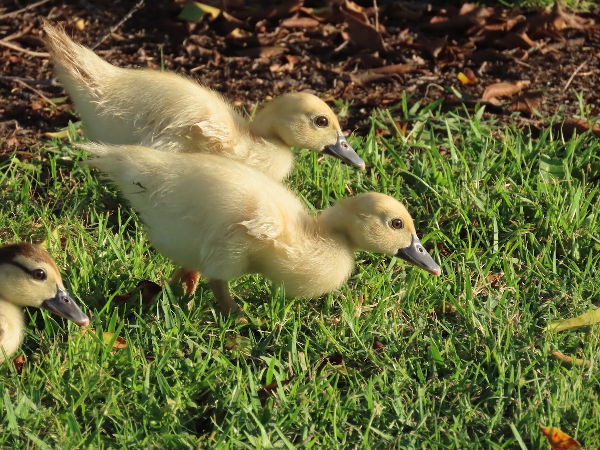 Muscovy Duck (Domestic type) - ML618523145