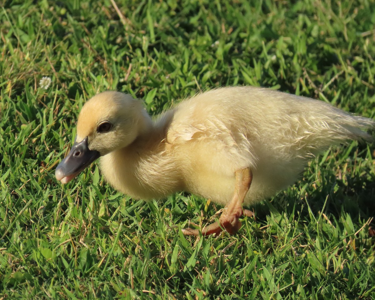 Muscovy Duck (Domestic type) - ML618523147