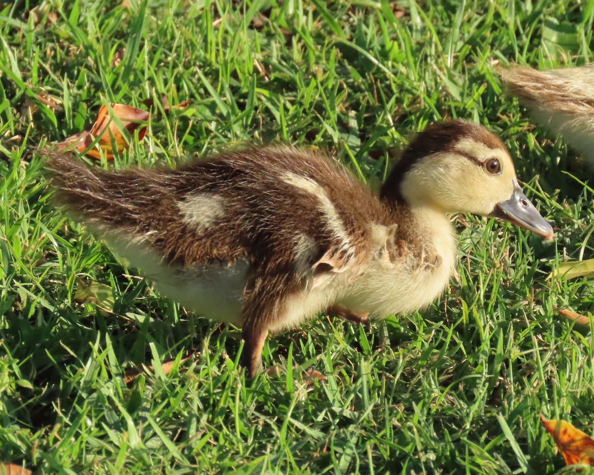 Muscovy Duck (Domestic type) - ML618523148