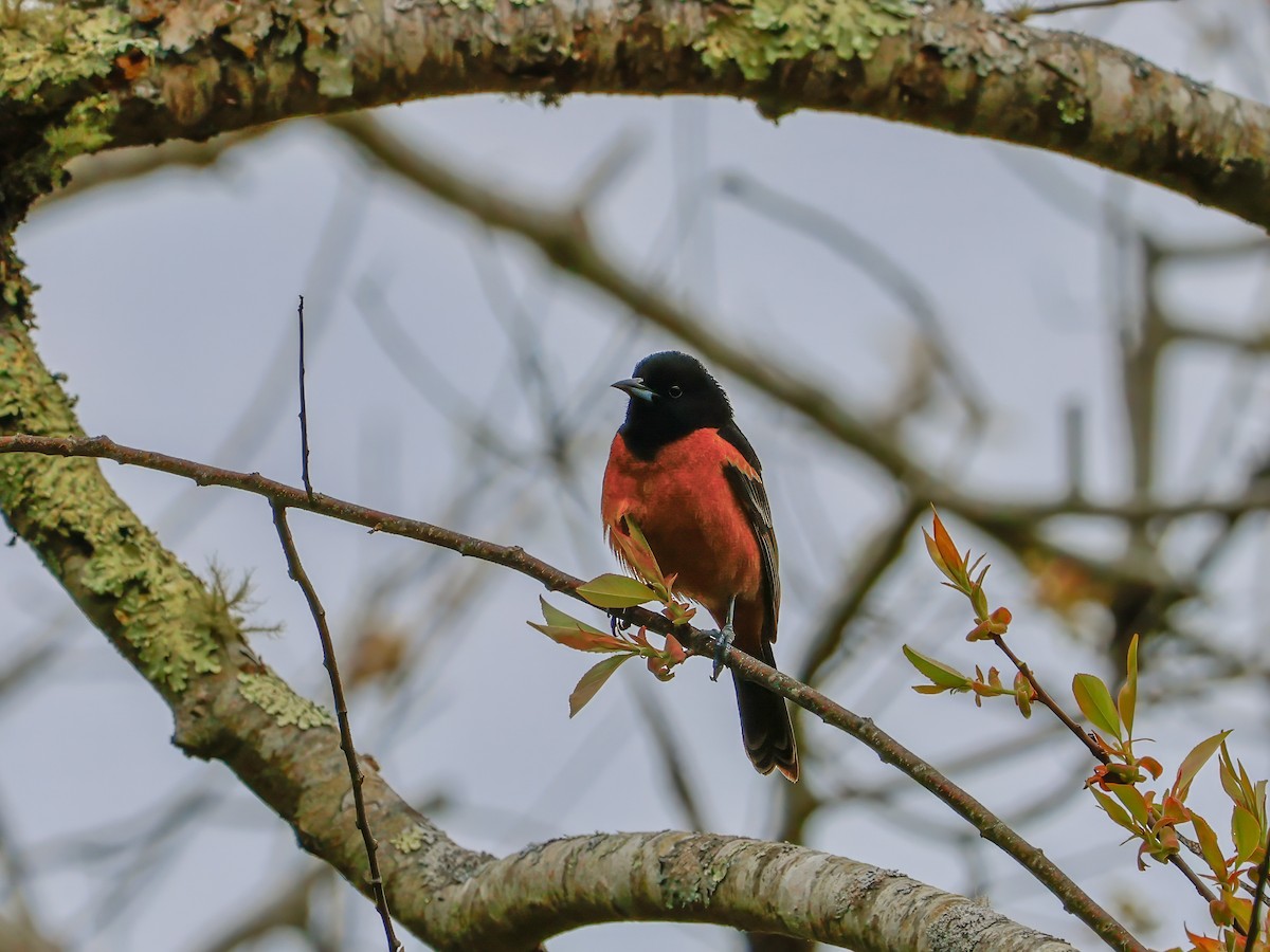 Orchard Oriole - ML618523213