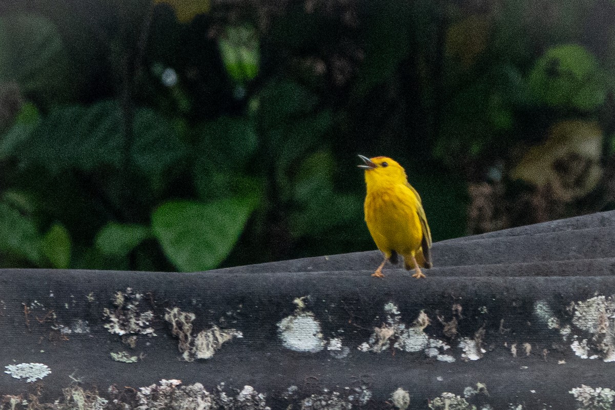Yellow Warbler (Galapagos) - ML618523261