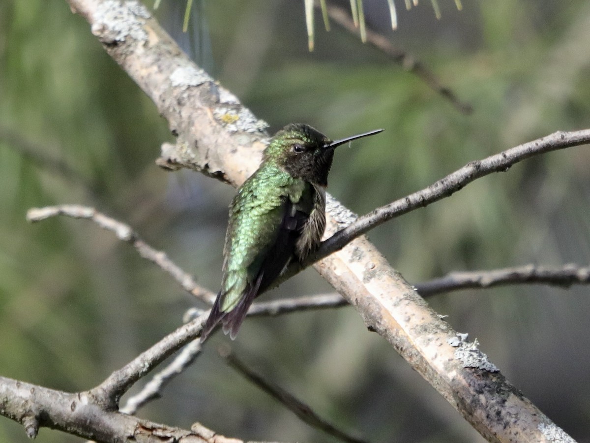 Ruby-throated Hummingbird - David Wittrock