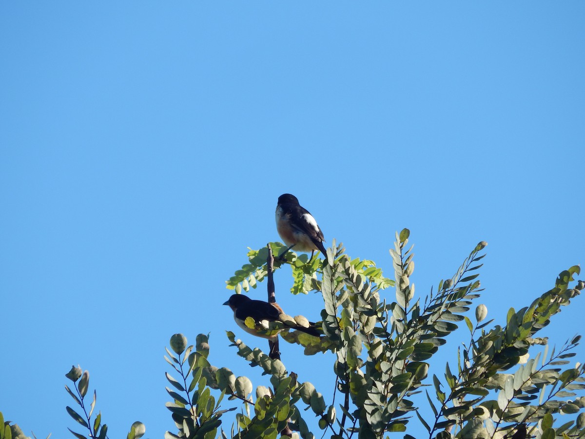 White-rumped Tanager - ML618523329