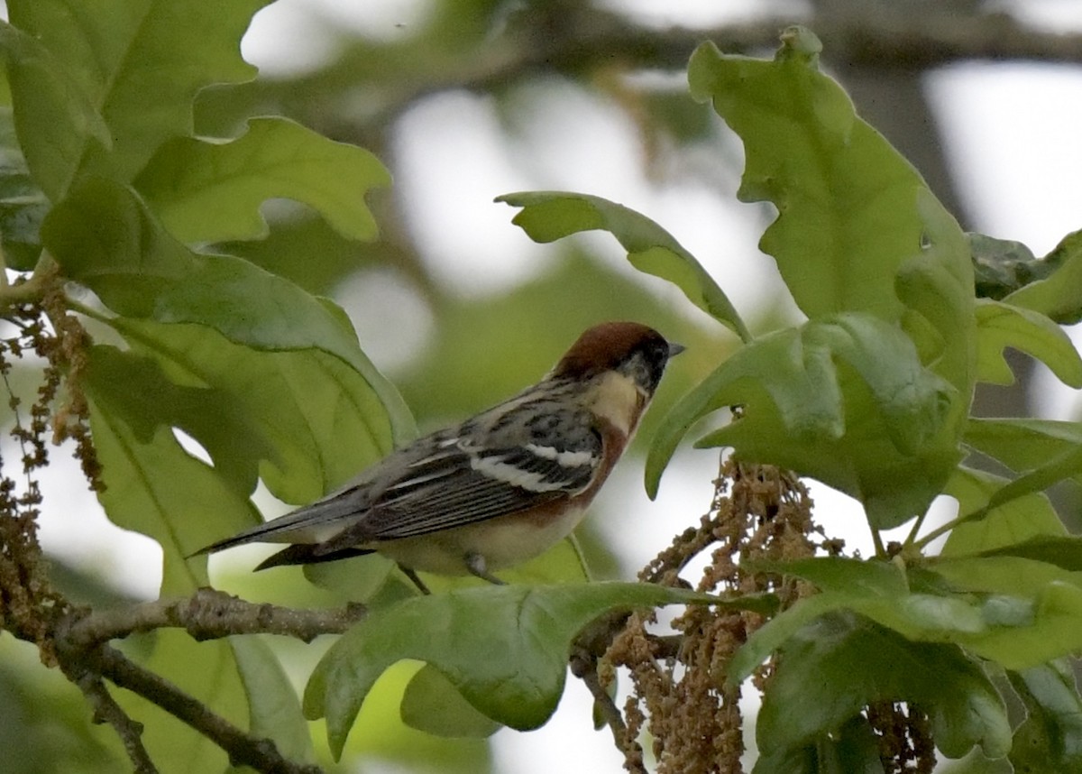 Bay-breasted Warbler - ML618523355