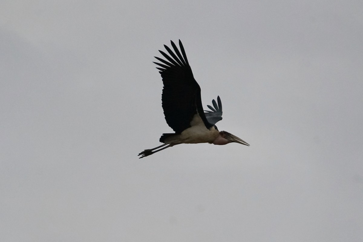 Marabou Stork - ML618523359