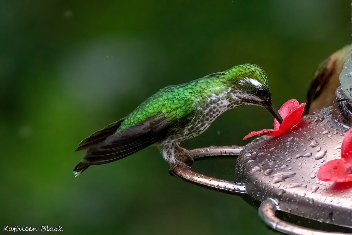 kolibřík skvrnoocasý - ML618523393