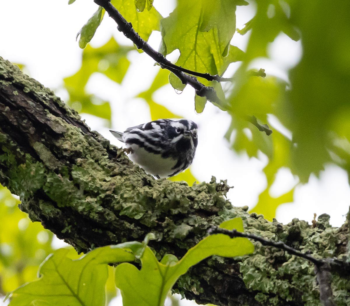 Black-and-white Warbler - ML618523416