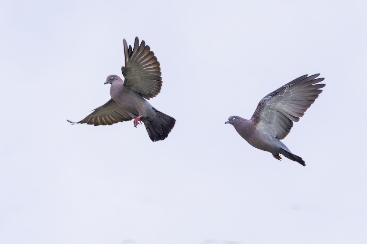 Spot-winged Pigeon - ML618523417