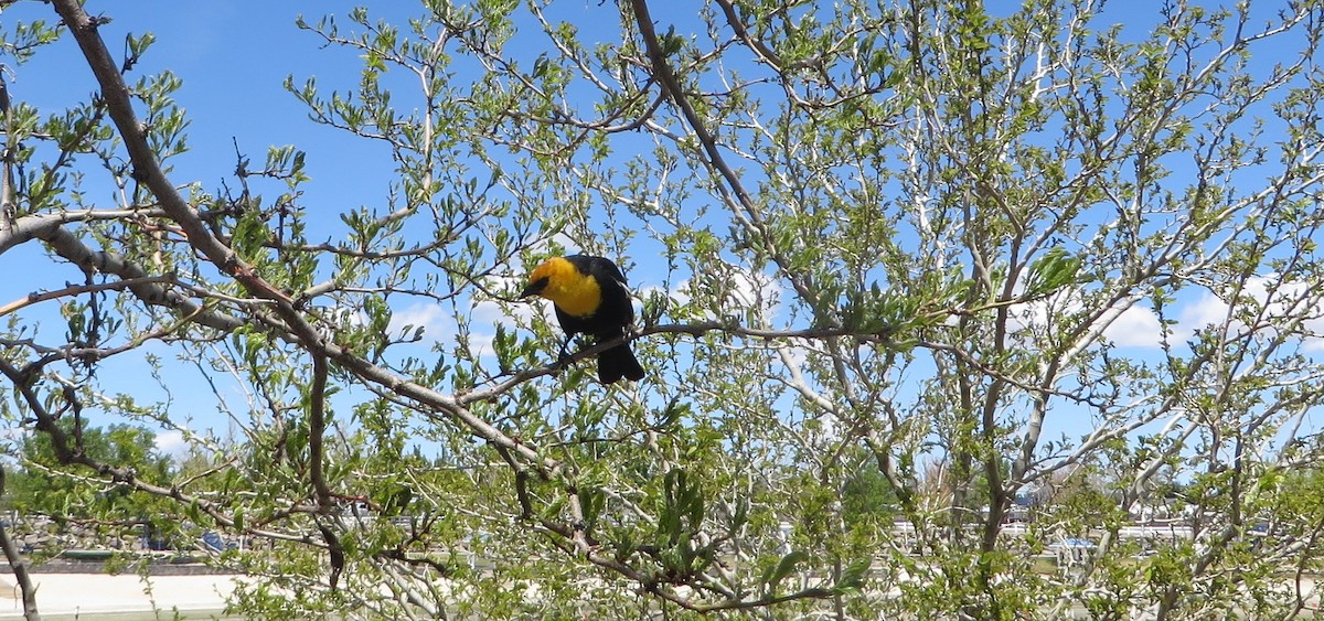 Yellow-headed Blackbird - ML618523426