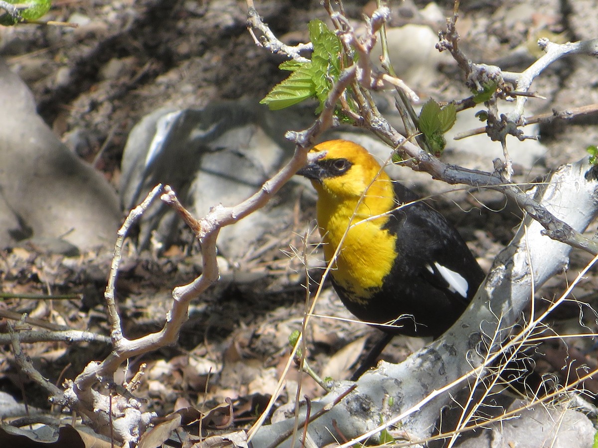Yellow-headed Blackbird - ML618523427