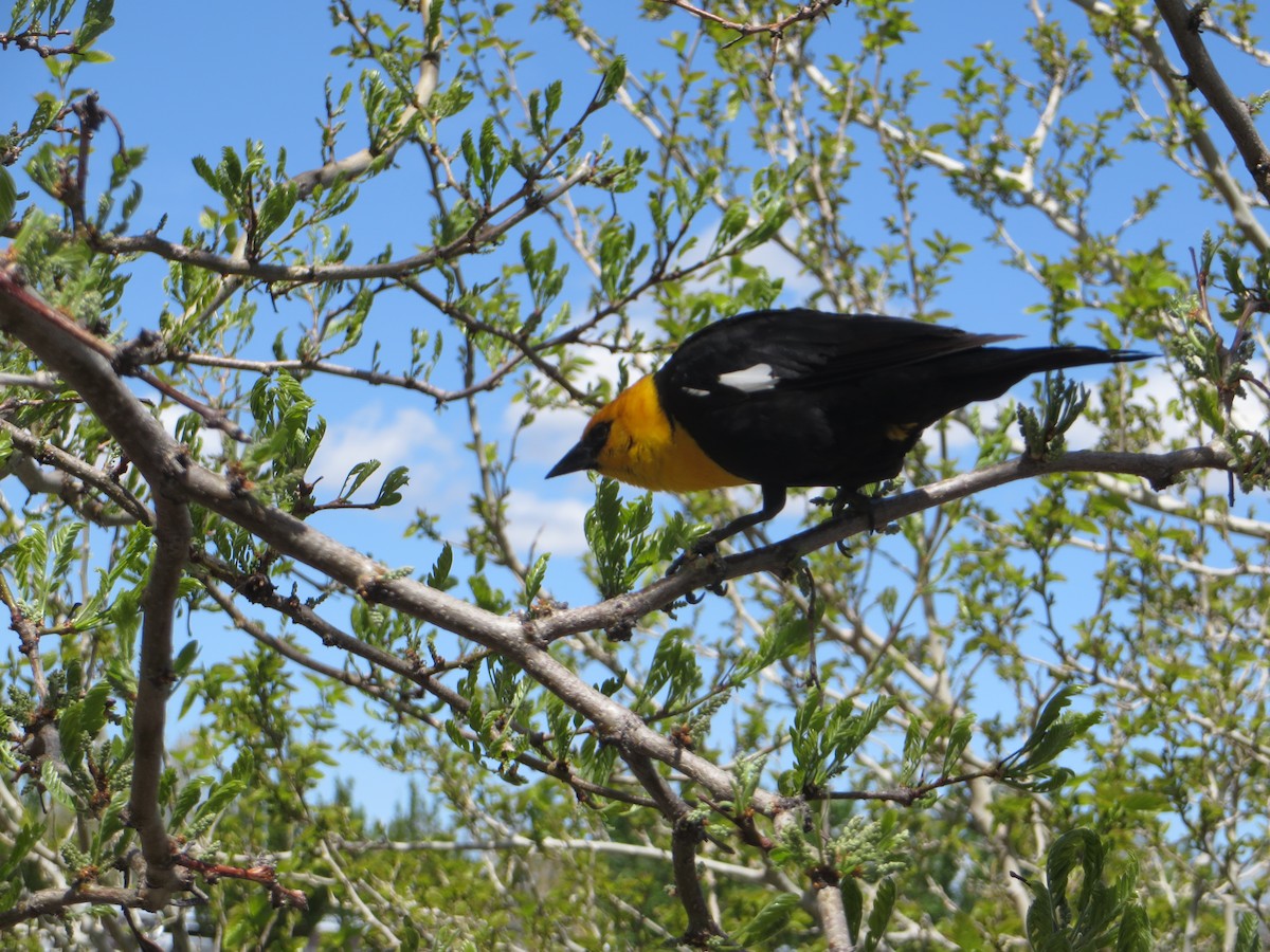 Yellow-headed Blackbird - ML618523428