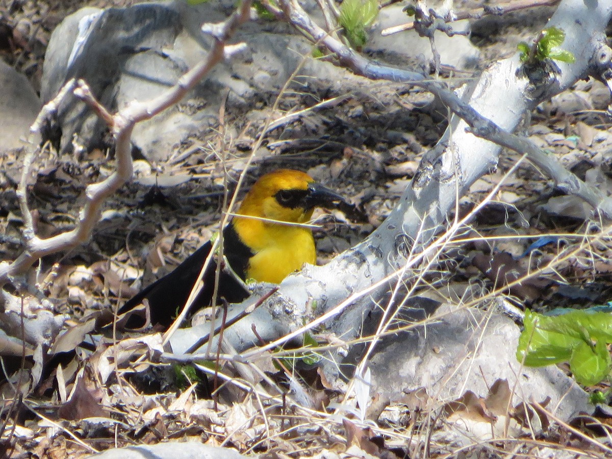 Yellow-headed Blackbird - ML618523429