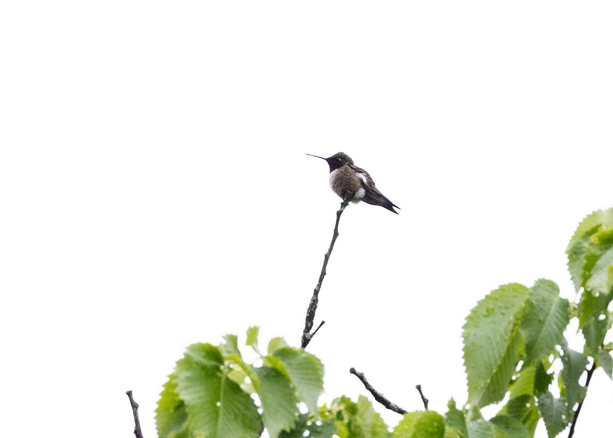 Ruby-throated Hummingbird - ML618523462