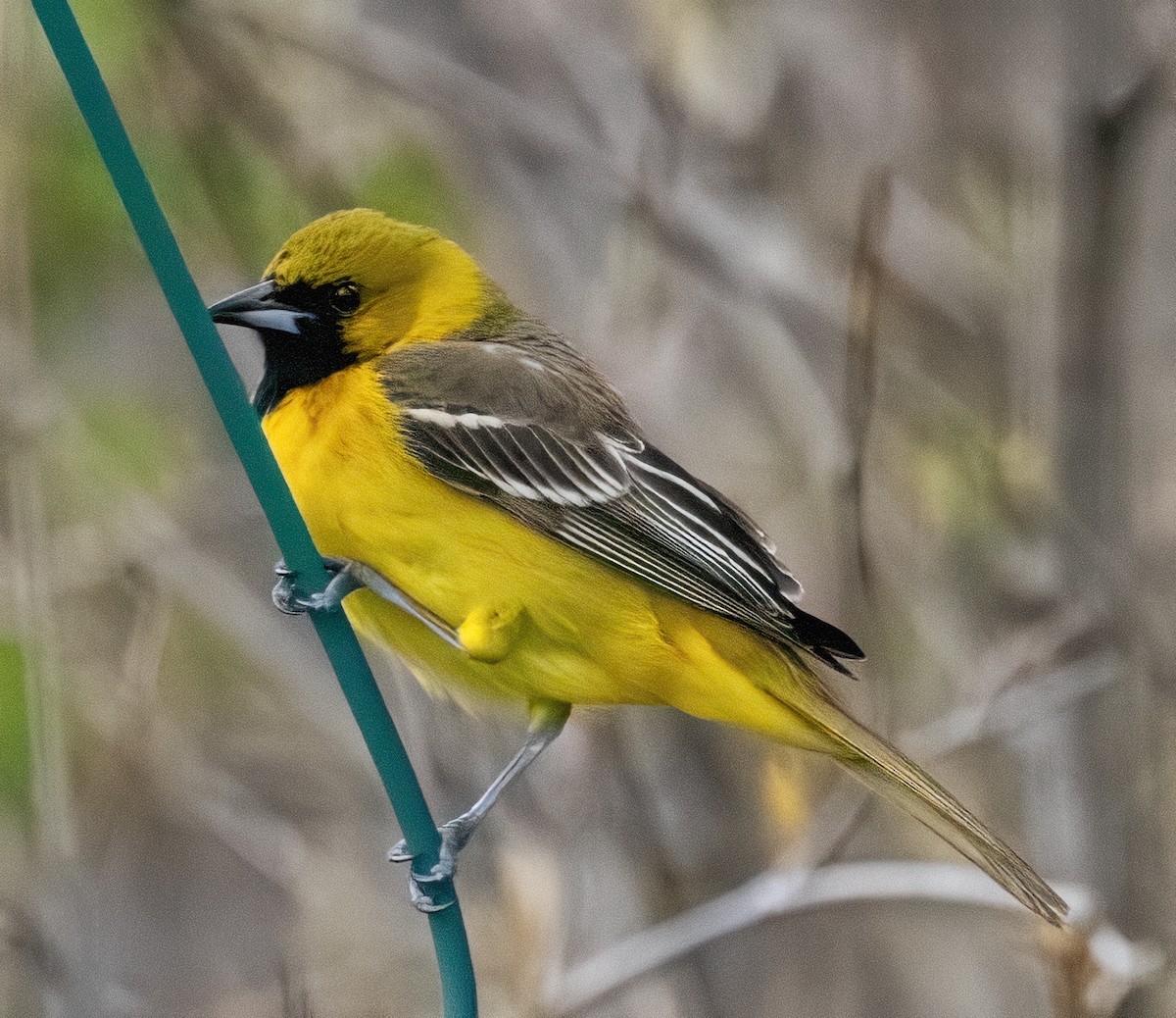 Orchard Oriole - ML618523471
