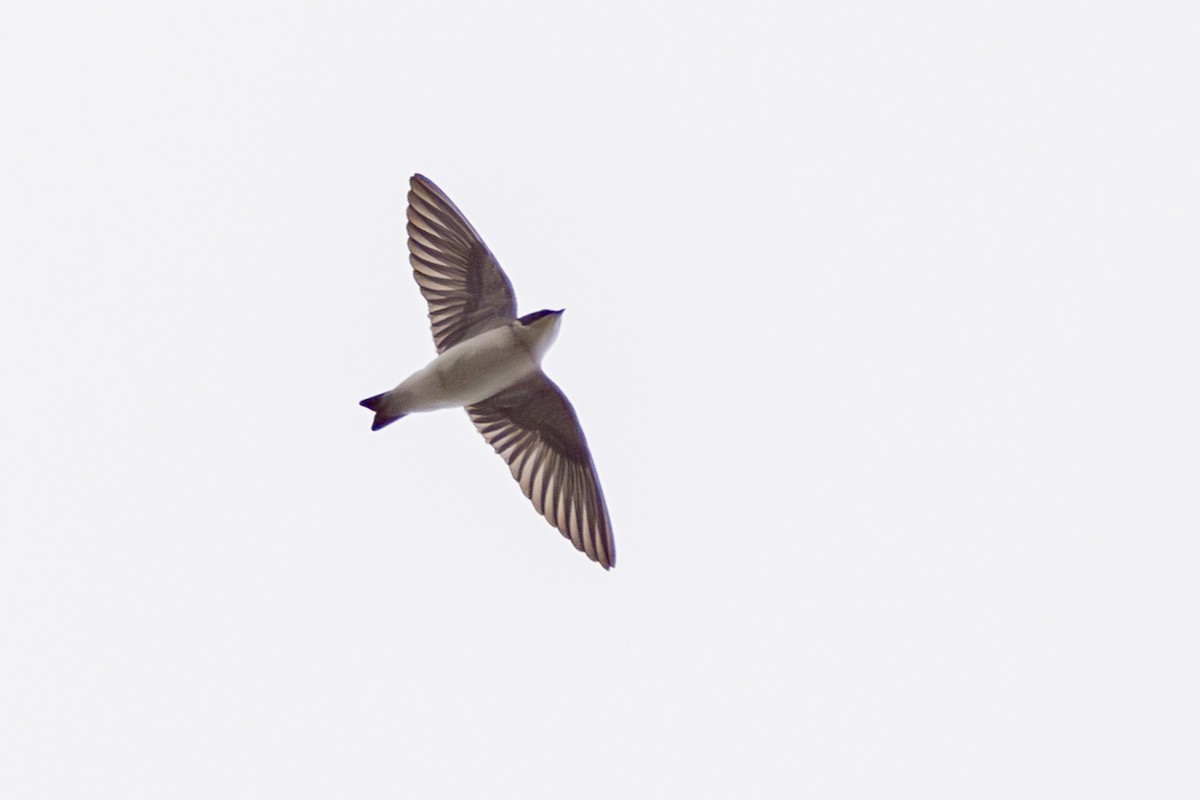 Chilean Swallow - ML618523481