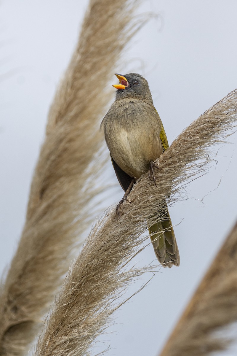 Great Pampa-Finch - ADRIAN GRILLI