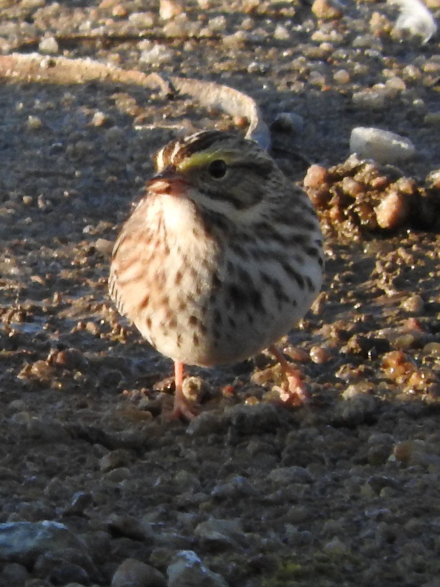 Savannah Sparrow - ML618523544