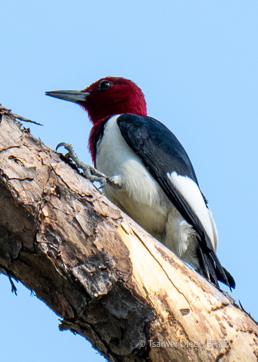 Red-headed Woodpecker - Tsaiwei Olee