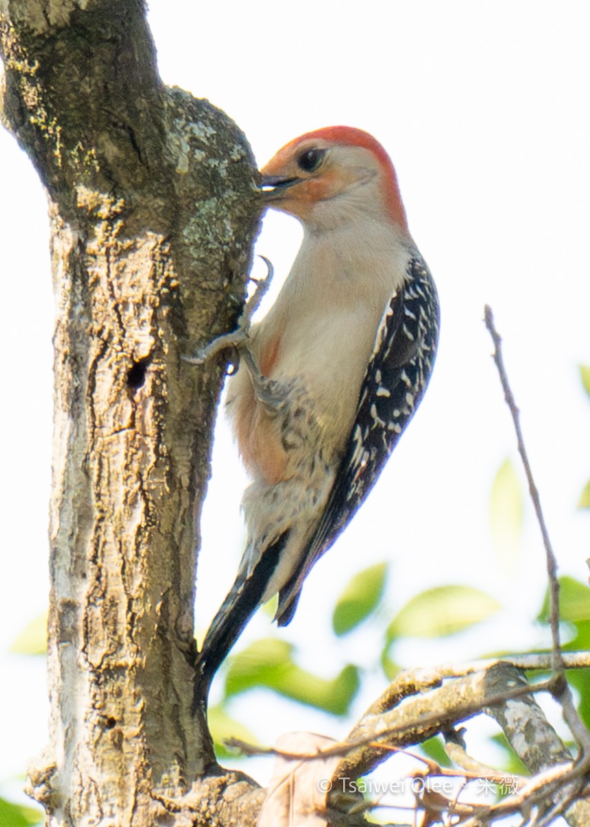 Red-bellied Woodpecker - Tsaiwei Olee