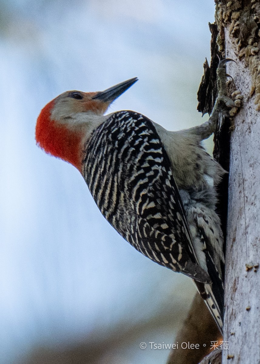 Red-bellied Woodpecker - ML618523621