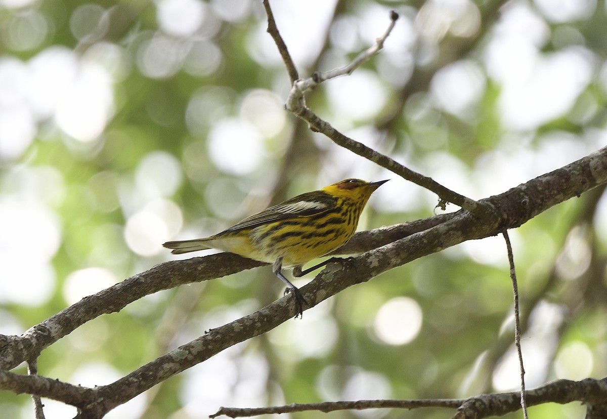 Cape May Warbler - ML618523629