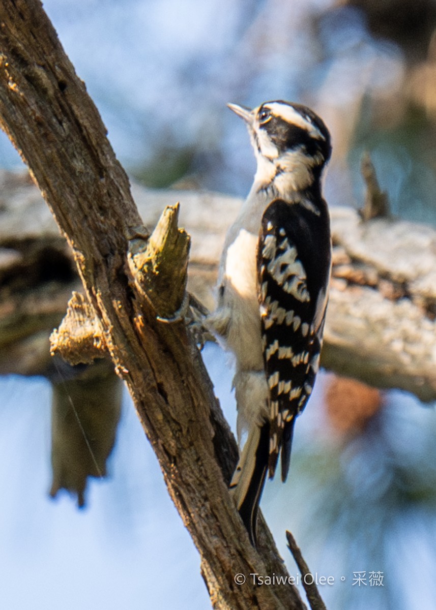 Downy Woodpecker - ML618523630