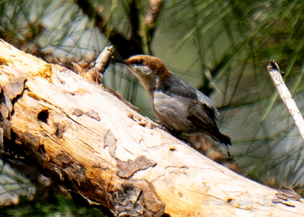 Brown-headed Nuthatch - ML618523663