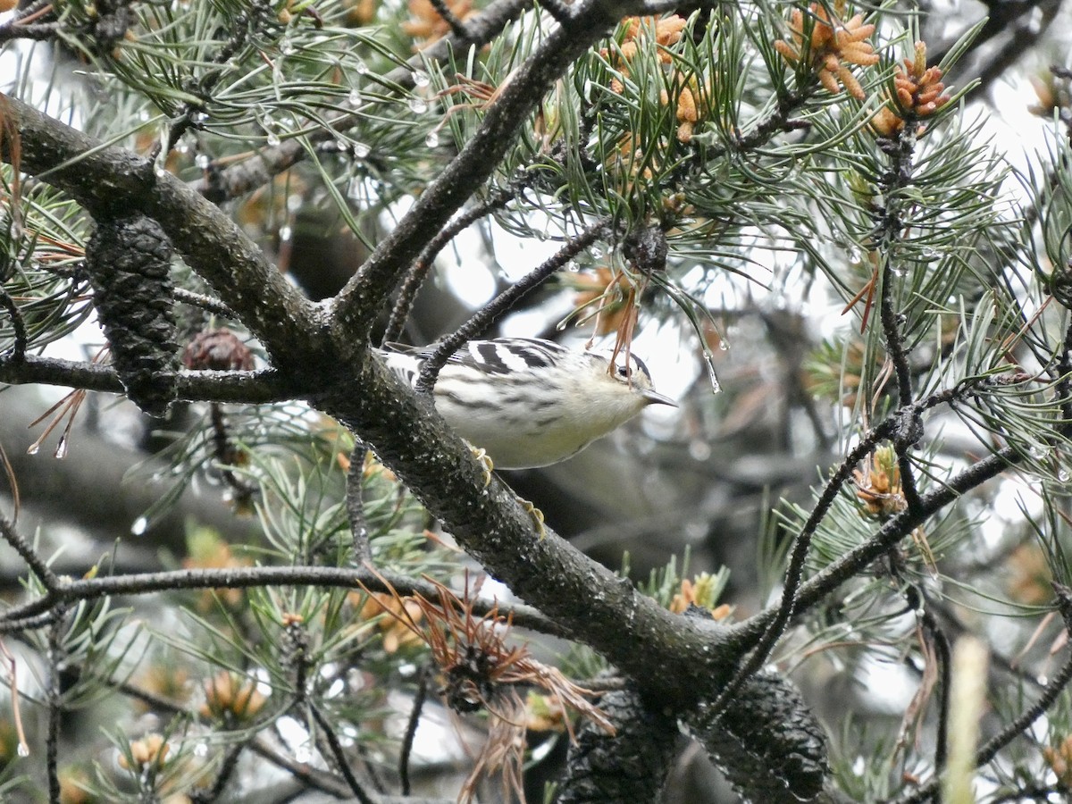 Black-and-white Warbler - ML618523672
