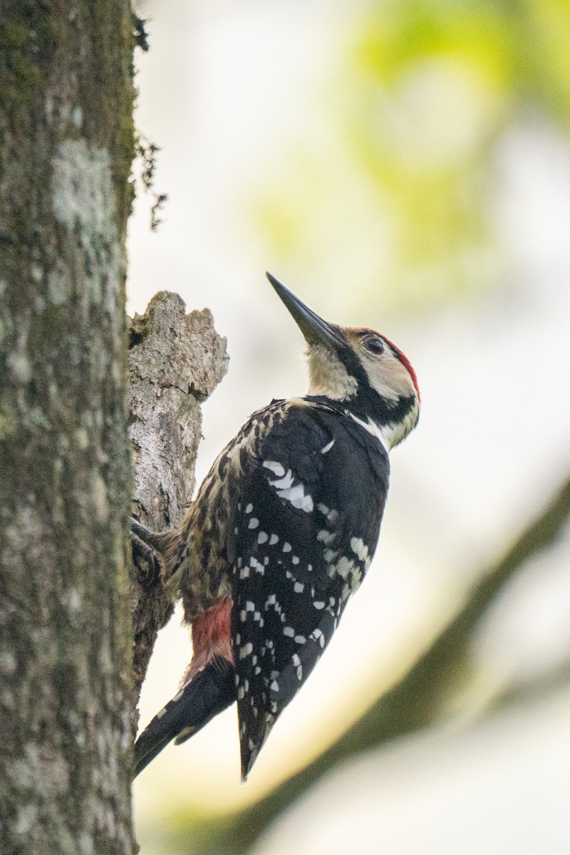 White-backed Woodpecker - ML618523685