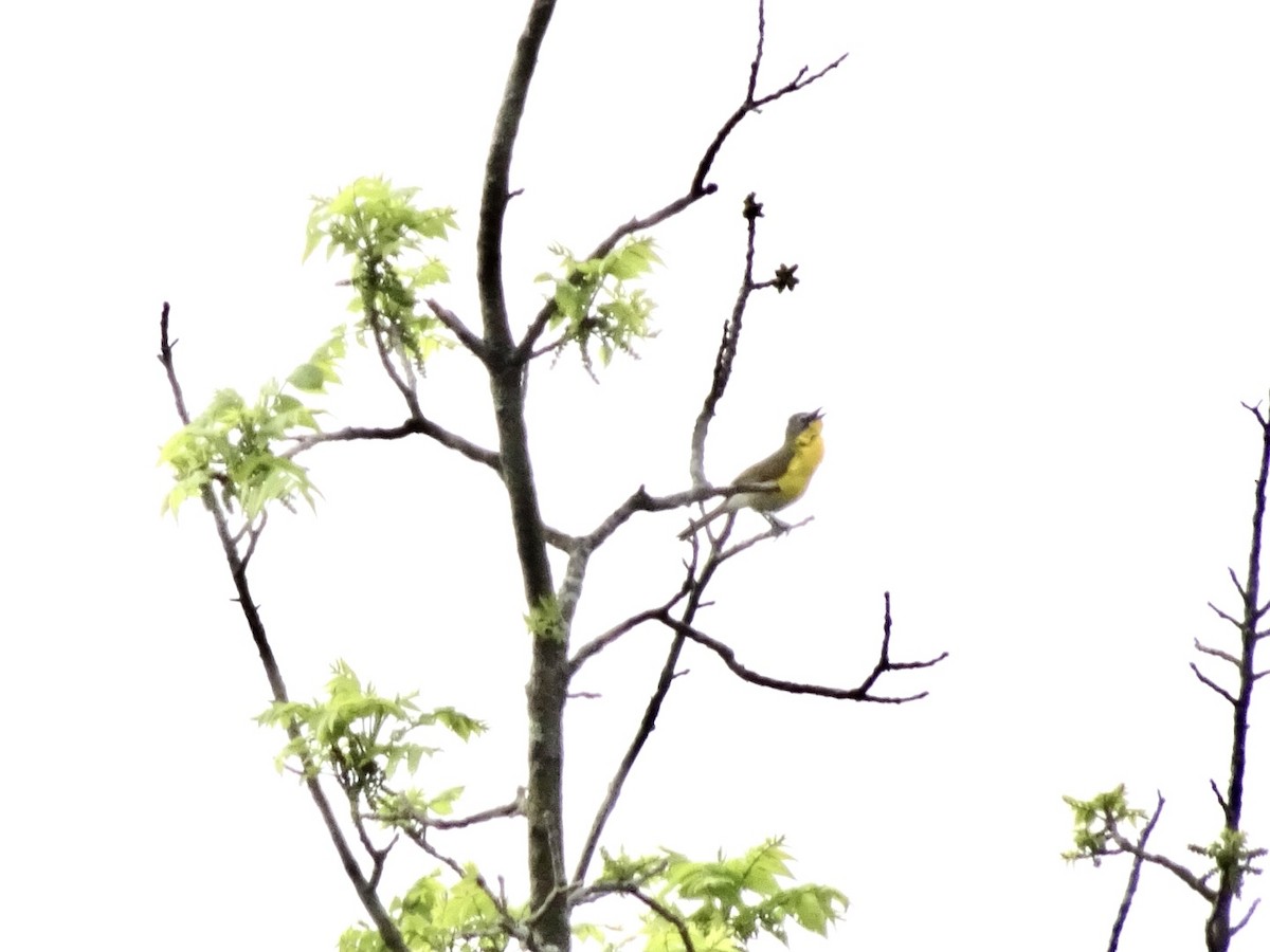 Yellow-breasted Chat - ML618523687