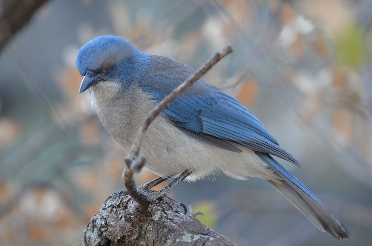Mexican Jay - ML618523708