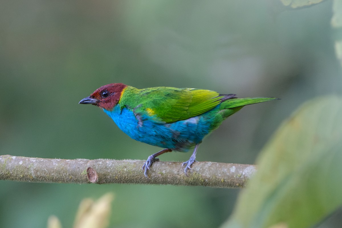 Bay-headed Tanager - ML618523709