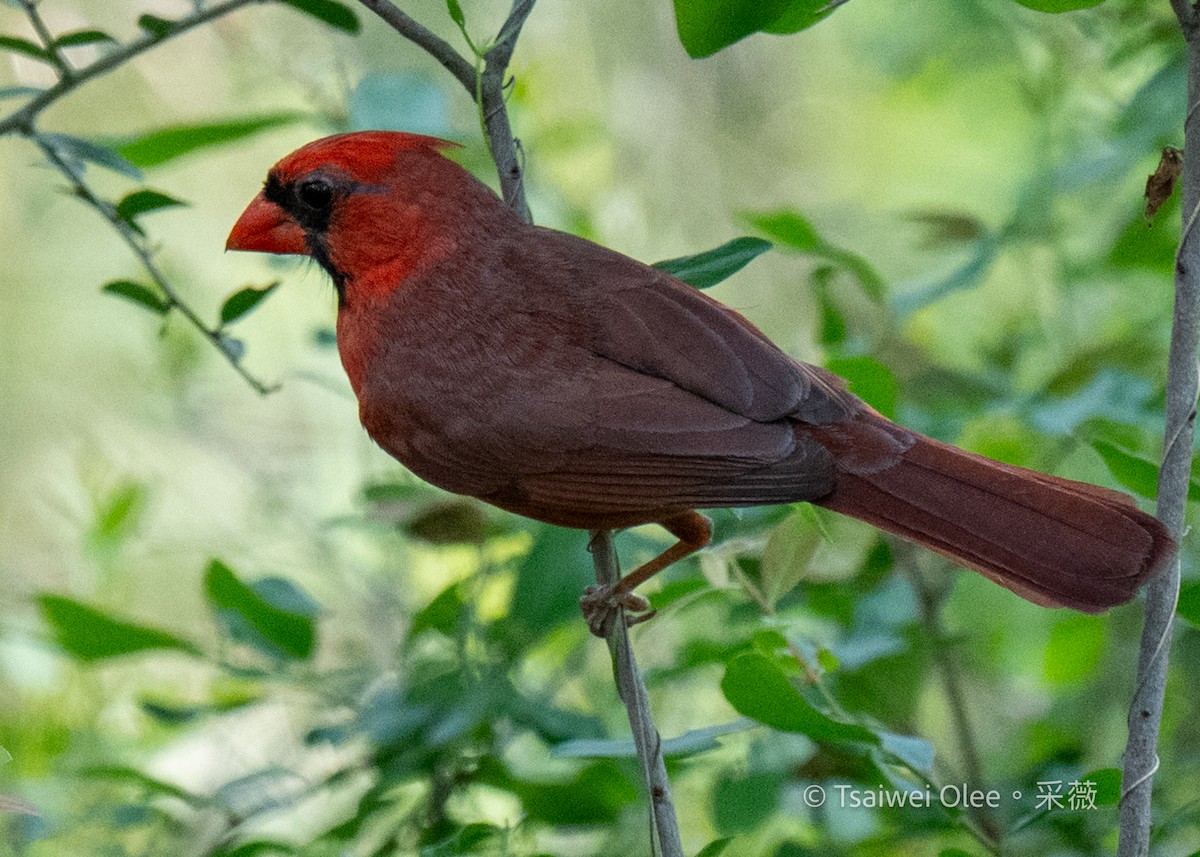 Cardinal rouge - ML618523711