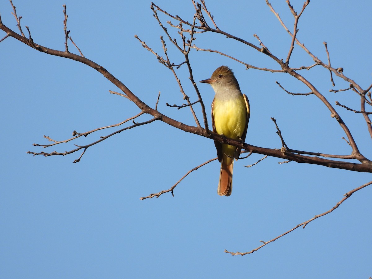 Great Crested Flycatcher - ML618523713