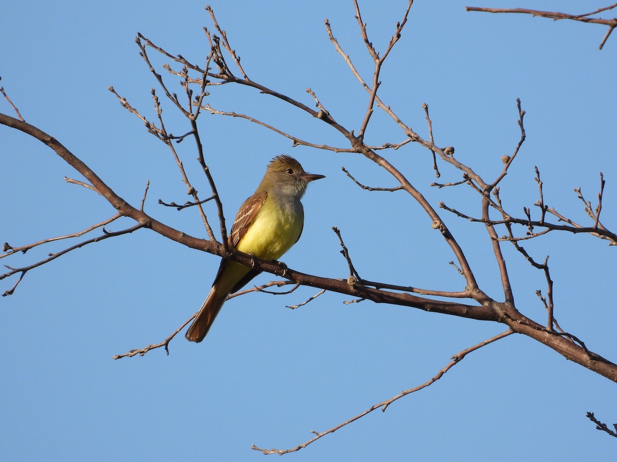 Great Crested Flycatcher - ML618523716
