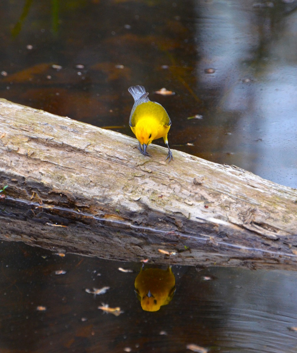 Prothonotary Warbler - J Fraser