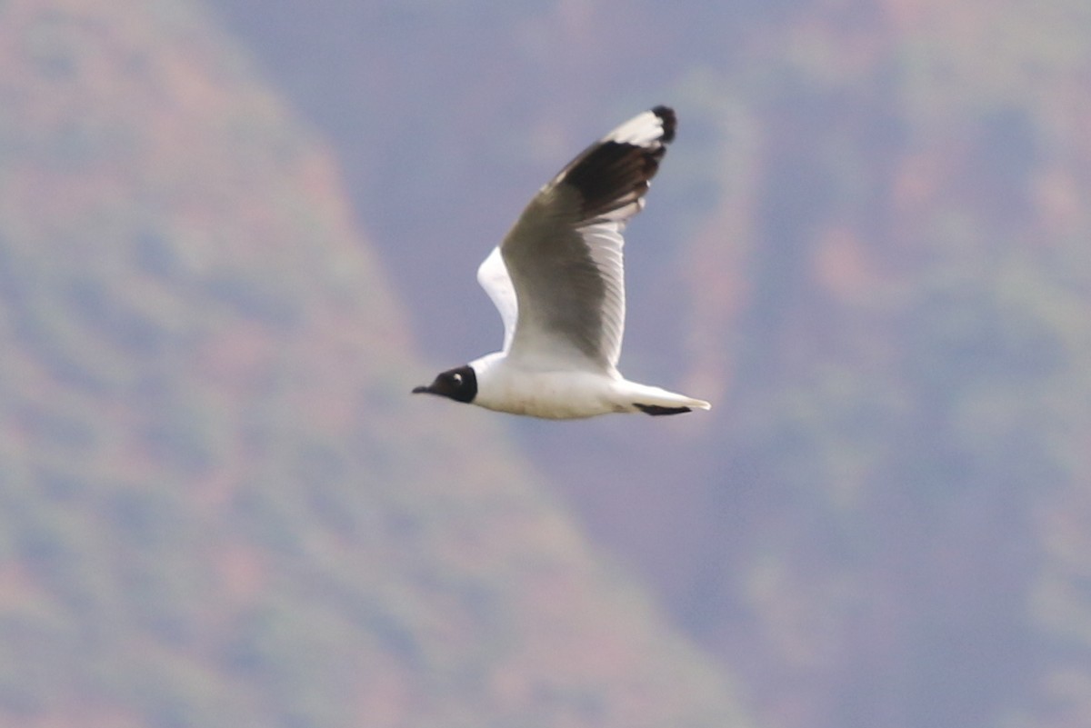 Andean Gull - Henggang Cui