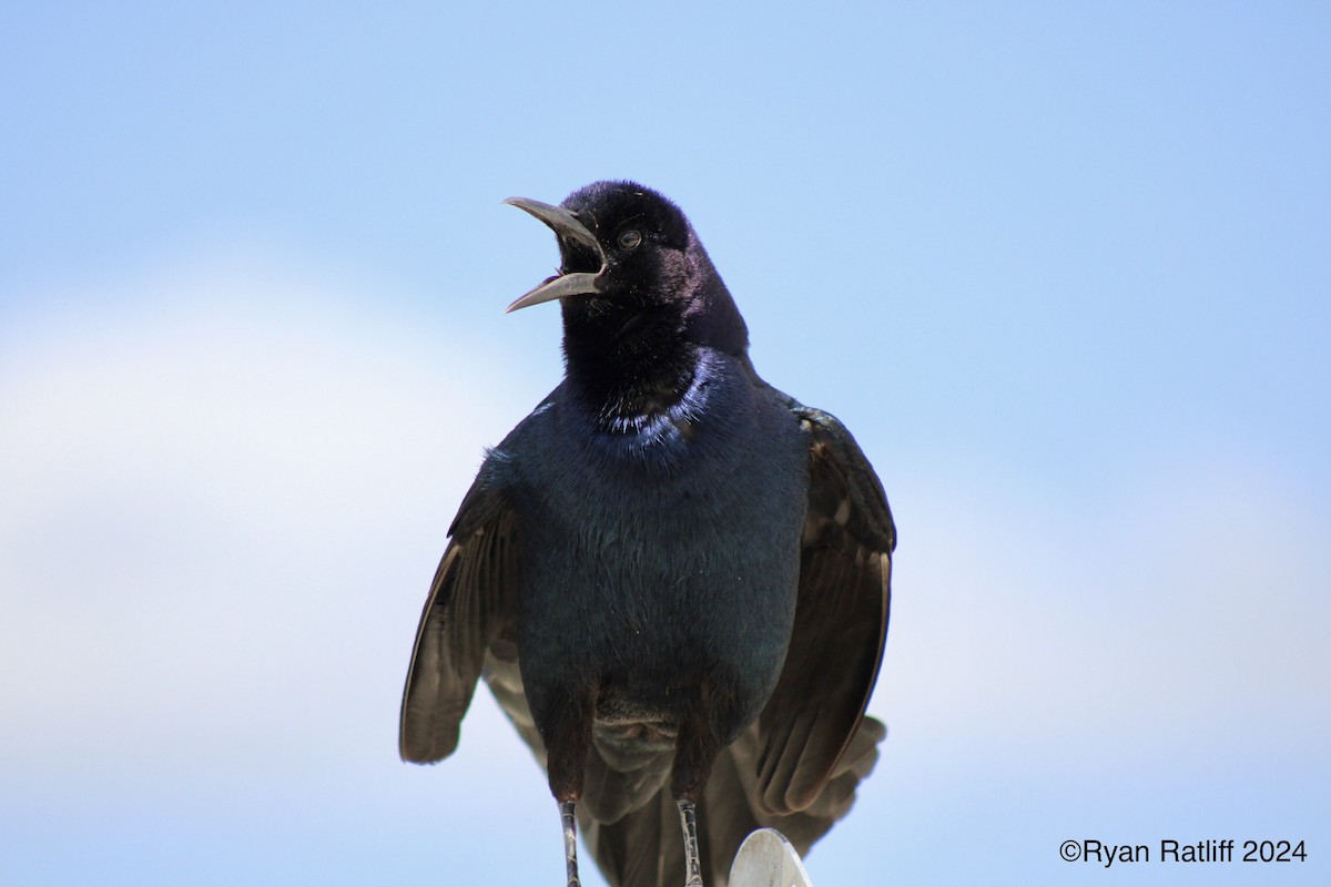 Boat-tailed Grackle - Ryan R