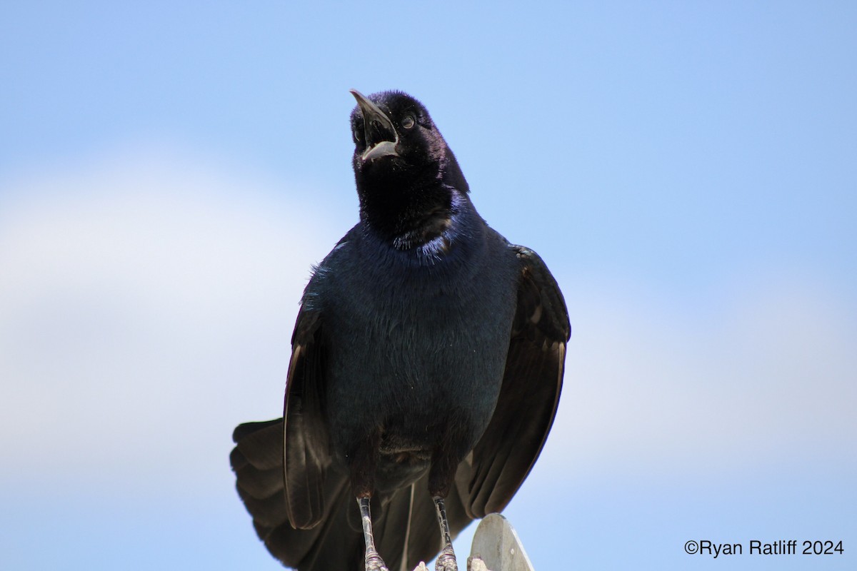 Boat-tailed Grackle - ML618523729