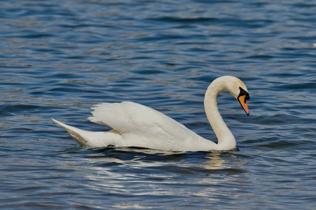 Mute Swan - Normand Laplante