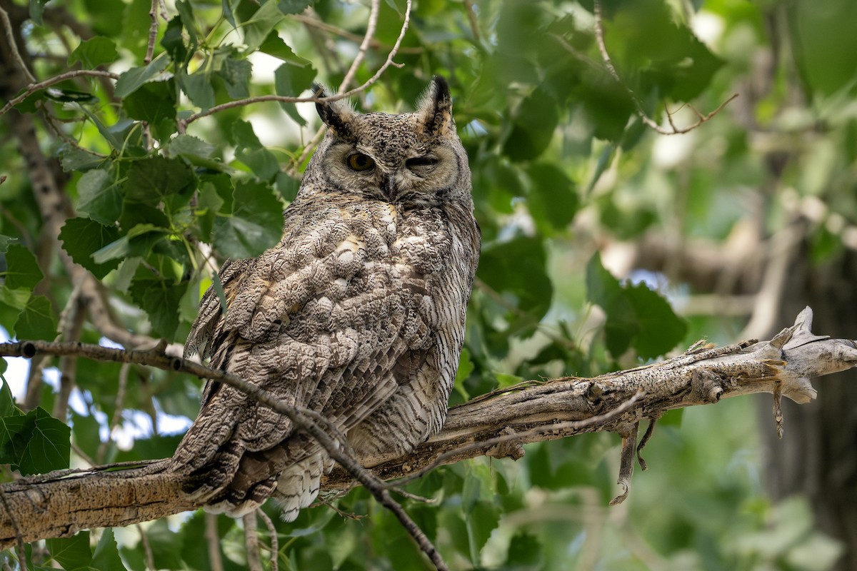 Great Horned Owl - ML618523744